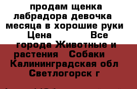 продам щенка лабрадора девочка 2 месяца в хорошие руки › Цена ­ 8 000 - Все города Животные и растения » Собаки   . Калининградская обл.,Светлогорск г.